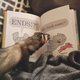 Illustration for article titled Wednesday Book Club - Lacking in Ferret Propaganda Edition